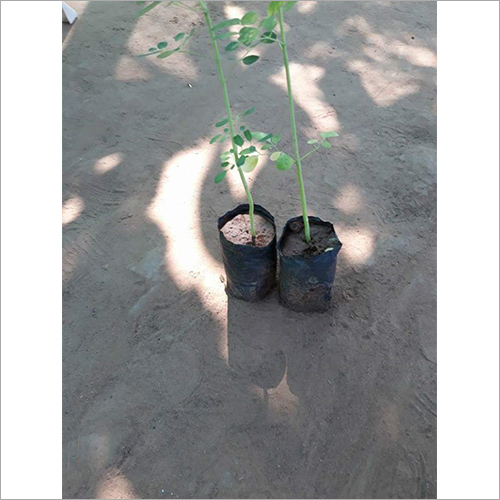 Hybrid Drumstick Plant - Herbal Type, Fast Growth, Full Sun Exposure | Ideal For Clay Soil And Source Of Ayurvedic Drumstick Leaves