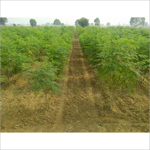 Hybrid Drumstick Plant - Herbal Type, Fast Growth, Full Sun Exposure | Ideal For Clay Soil And Source Of Ayurvedic Drumstick Leaves