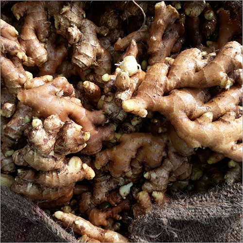 Fresh Ginger - C, B, A Grade | Raw Processing, 7-10 Days Shelf Life, 50 Kg In Gunny Bag Packaging