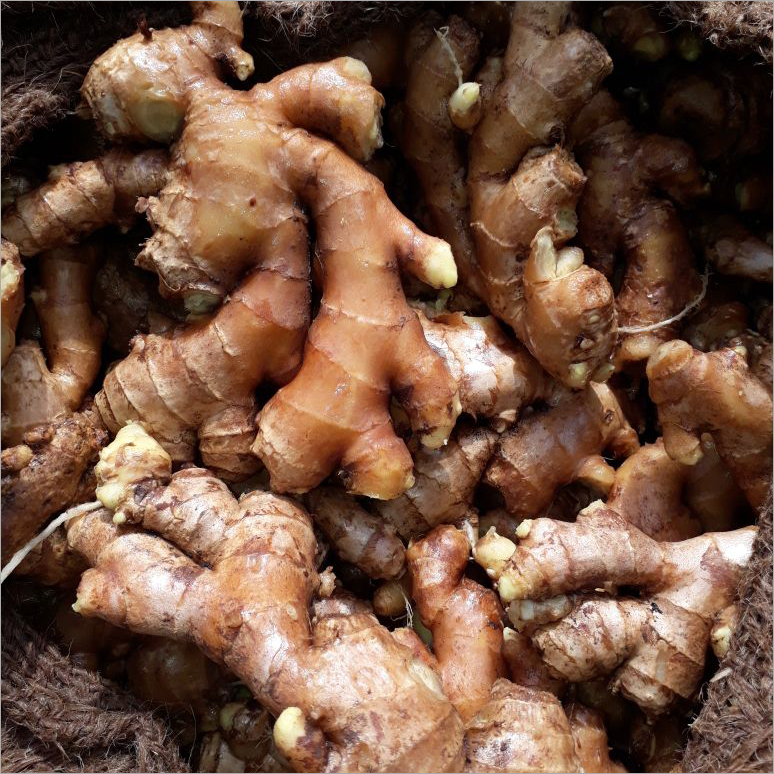 Fresh Ginger - C, B, A Grade | Raw Processing, 7-10 Days Shelf Life, 50 Kg In Gunny Bag Packaging