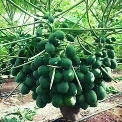 Fresh Papaya Groot
