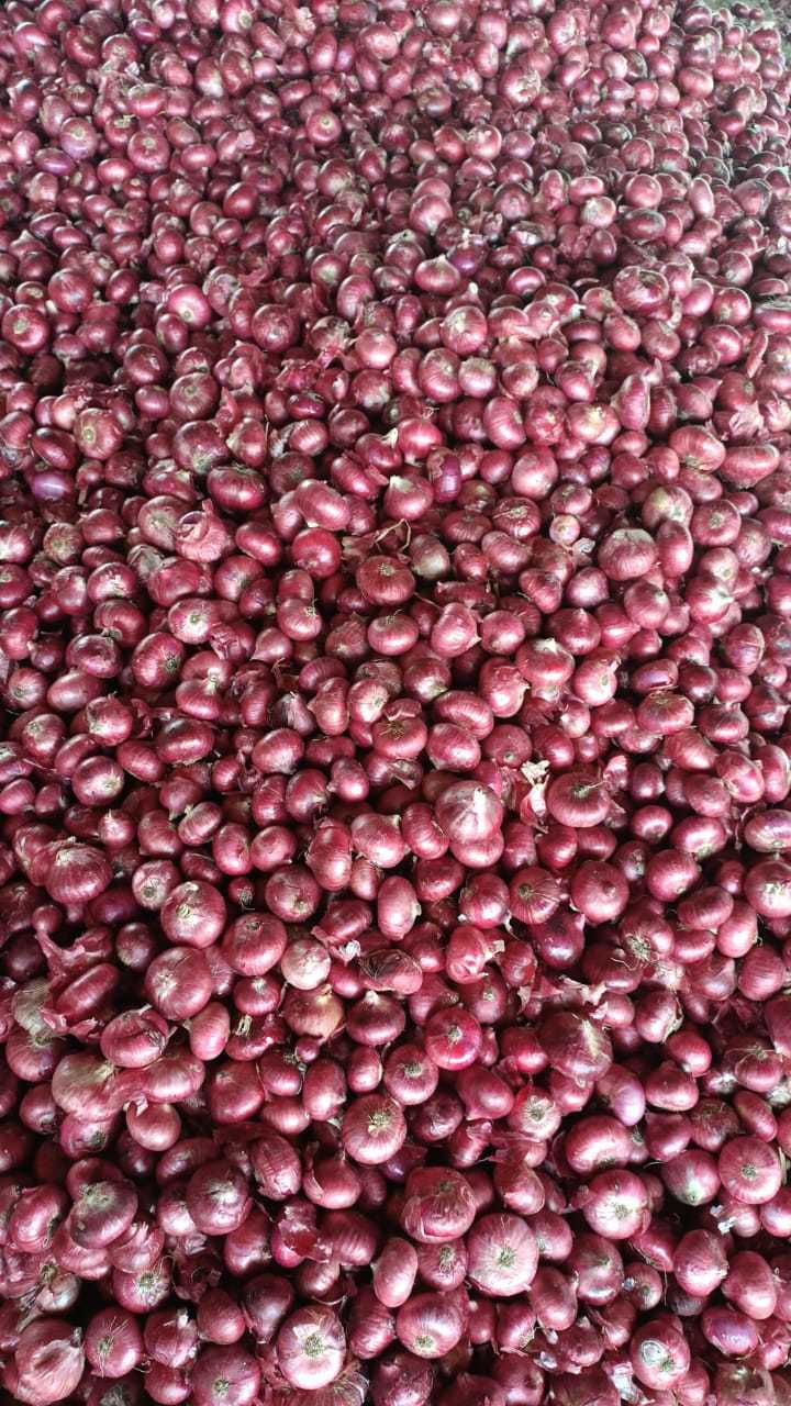 Round Onion