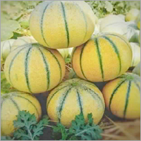 मधुरास प्राइम खरबूज के बीज