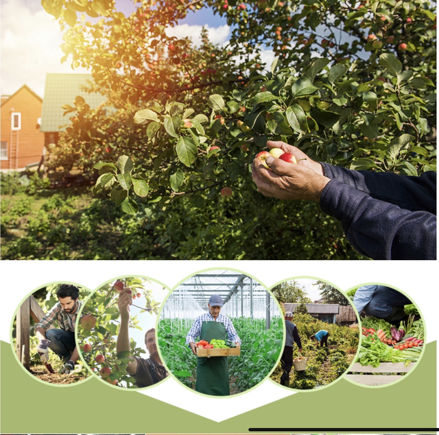 Humate Shiny Flakes - Application: Agrochemical