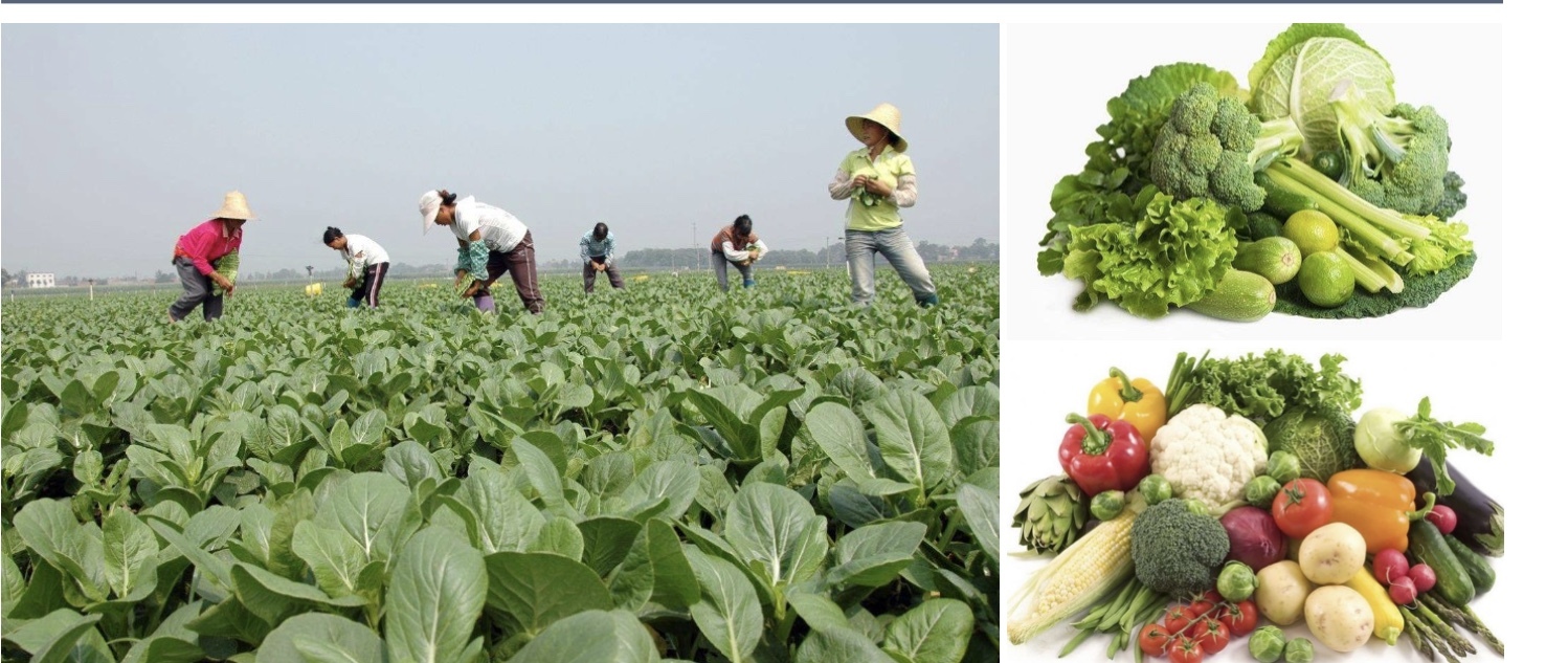 Humate Shiny Flakes - Application: Agrochemical