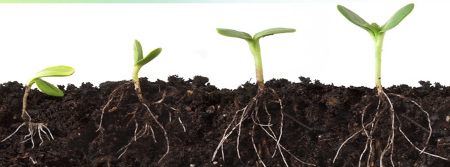 Humate Shiny Flakes - Application: Agrochemical