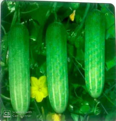 ककड़ी के बीज