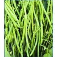 सीड्स