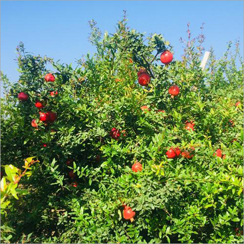 Fresh Pomegranate - Whole Bhagva Variety, Sweet Taste | Nutrient-rich Superfood For Skin Health, Cholesterol Control, And Digestive Support