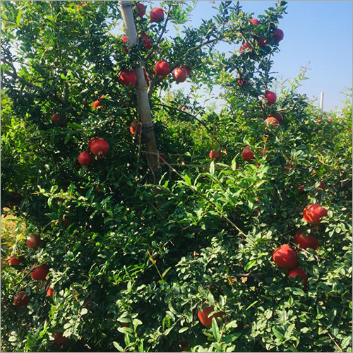 Fresh Pomegranate - Whole Bhagva Variety, Sweet Taste | Nutrient-rich Superfood For Skin Health, Cholesterol Control, And Digestive Support
