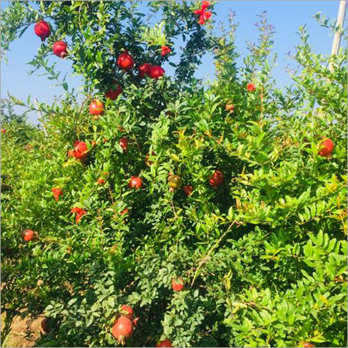 Fresh Pomegranate - Whole Bhagva Variety, Sweet Taste | Nutrient-rich Superfood For Skin Health, Cholesterol Control, And Digestive Support