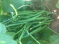 बीन्स सीड