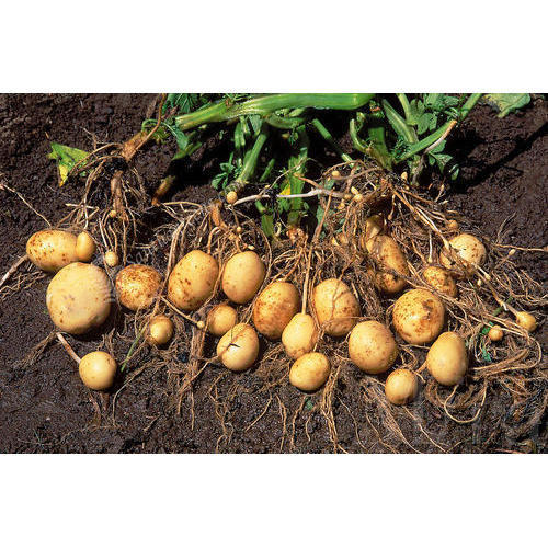 Fresh Jyoti Potato Grade: A