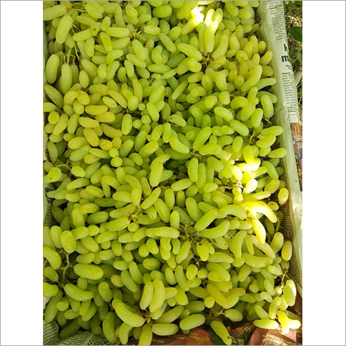 Fresh Green Grapes - Whole, Sweet Taste, 10-15 Days Shelf Life, Six Sigma Quality Packing, Guaranteed Prompt Delivery