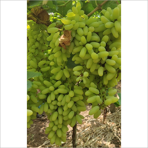 Super Sonaka Green Grapes - Sweet Flavorful Whole Grapes | Ethical Trade, 10-15 Days Shelf Life, Highly Rated Quality