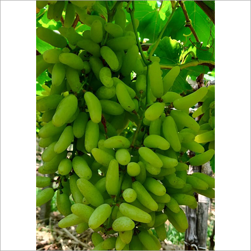 Common Seedless Grapes