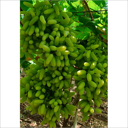 Common Seedless Grapes