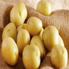 Fresh Pushkar Potato Grade: A
