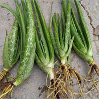 एलोवेरा बेबी प्लांट