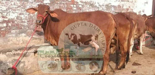 Sahiwal Cow - Adult Female, Brown Color | 400 kg Weight, Ideal for Milk Production