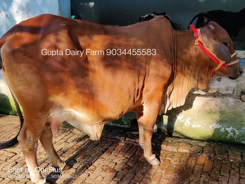Brown Reddish Dairy Sahiwal Cow