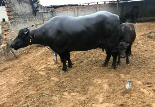 Milk Yield Murrah Buffalo - Color: Black