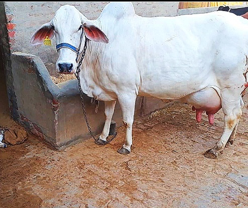 हरियाना कैटल प्योर काउ