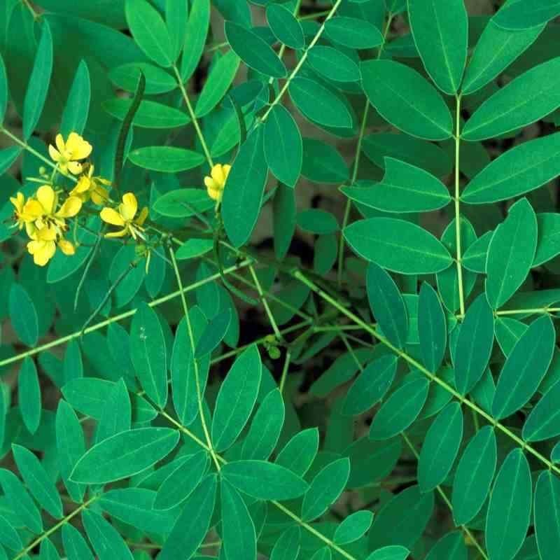 Natural Green Senna Leaves