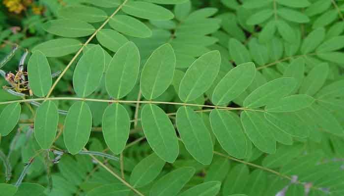 Natural Green Senna Leaves