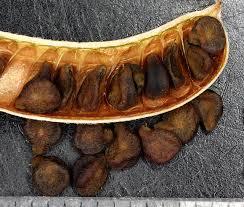 Senna Pods