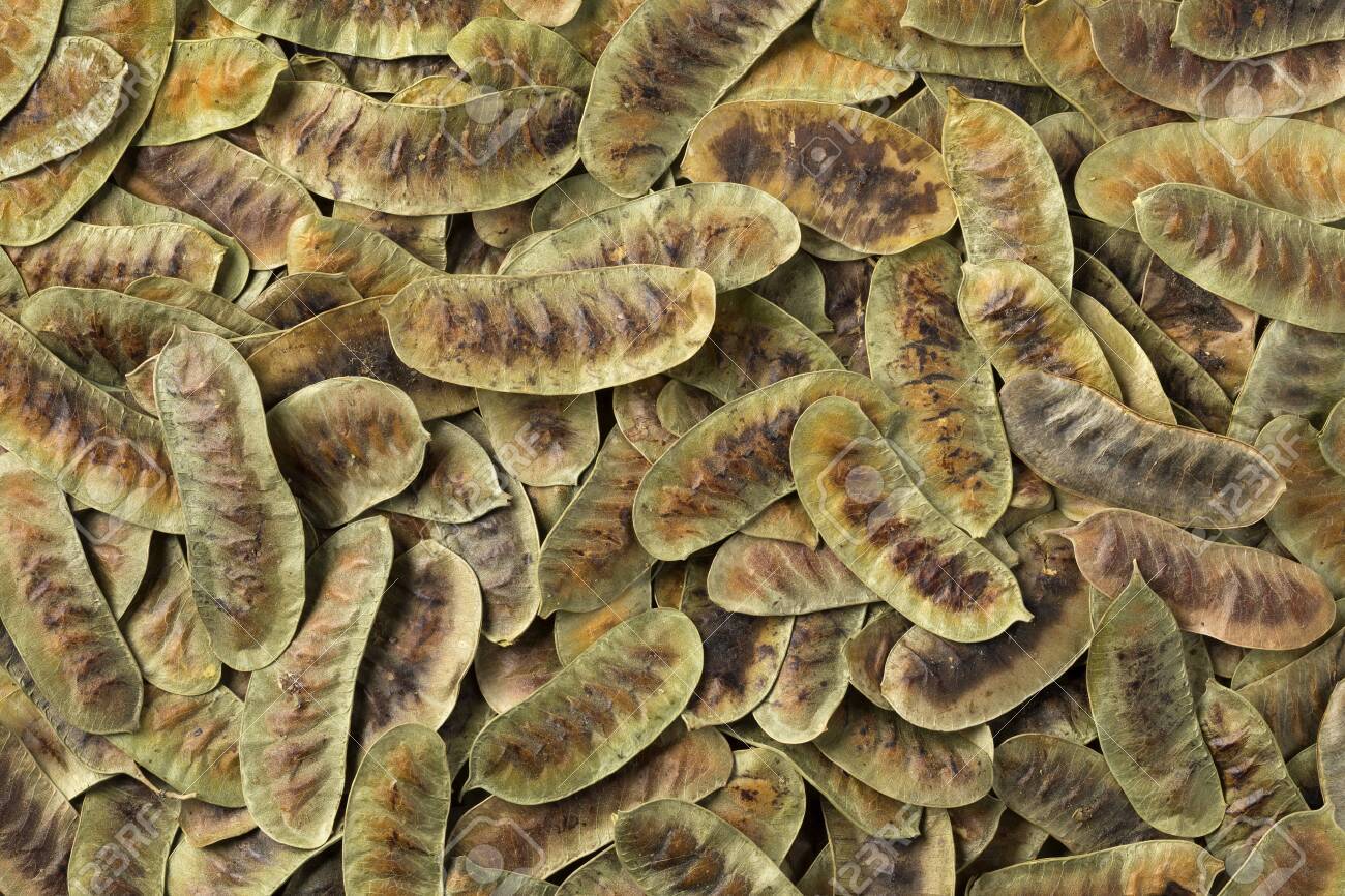 Senna Pods