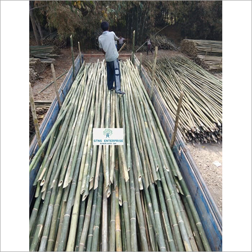 Natural Bamboo Pole - Various Diameters, Customizable Lengths - Durable, High Strength, Low Maintenance, Natural Finish