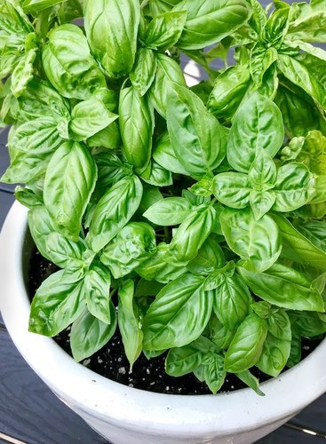 Basil Leaves - Fresh, Aromatic, Nutrient-Rich Culinary Herb | Ideal for Salads, Rich in Estragole and Linalool