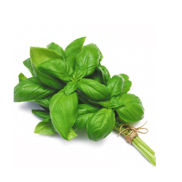 Basil Leaves - Fresh, Aromatic, Nutrient-rich Culinary Herb | Ideal For Salads, Rich In Estragole And Linalool