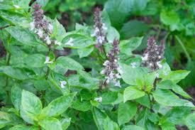 Basil Leaves - Fresh, Aromatic, Nutrient-rich Culinary Herb | Ideal For Salads, Rich In Estragole And Linalool