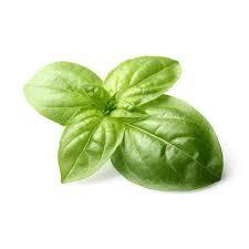 Basil Leaves - Fresh, Aromatic, Nutrient-rich Culinary Herb | Ideal For Salads, Rich In Estragole And Linalool