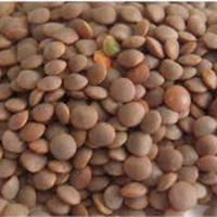 Black Masoor Pulses