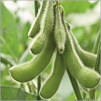 Soyabean Seeds - High Purity, 30 Kg Bag | Organic Cultivation, Moisture Nil, Variety: Js 335, Js 9305, Js 9560, Js 2029, Js 2034, Rvs 2001-4, Uttam Soya, Parshv 21, Parshv 24, Parshv 51, Parshv 101