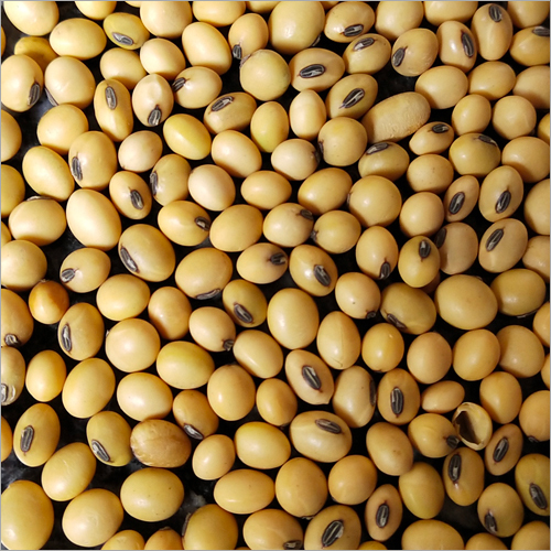 Soyabean Seeds - High Purity, 30 Kg Bag | Organic Cultivation, Moisture Nil, Variety: Js 335, Js 9305, Js 9560, Js 2029, Js 2034, Rvs 2001-4, Uttam Soya, Parshv 21, Parshv 24, Parshv 51, Parshv 101