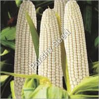 Hybrid White Maize 8000 Seeds