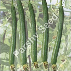 Organic Hybrid Sponge Gourd Seeds