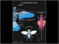 Educational Biology Chart