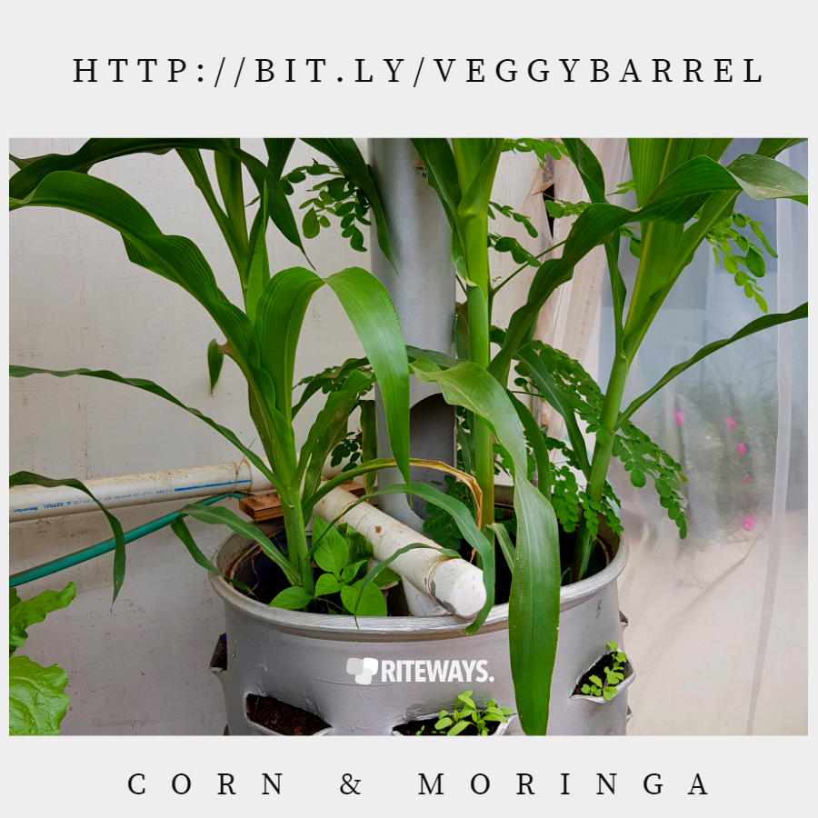 Grey Balcony Vegetable Garden Planter