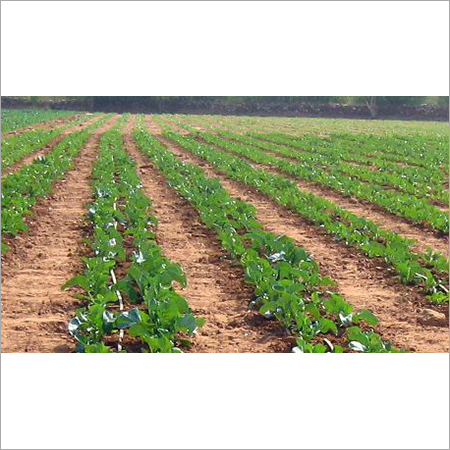 Agricultural Drip Irrigation