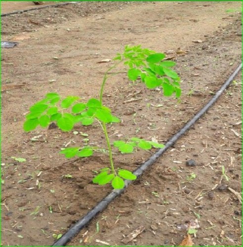 Natural Green Moringa T Cut