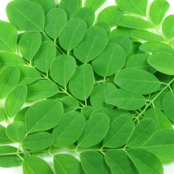 Natural Green Moringa T Cut