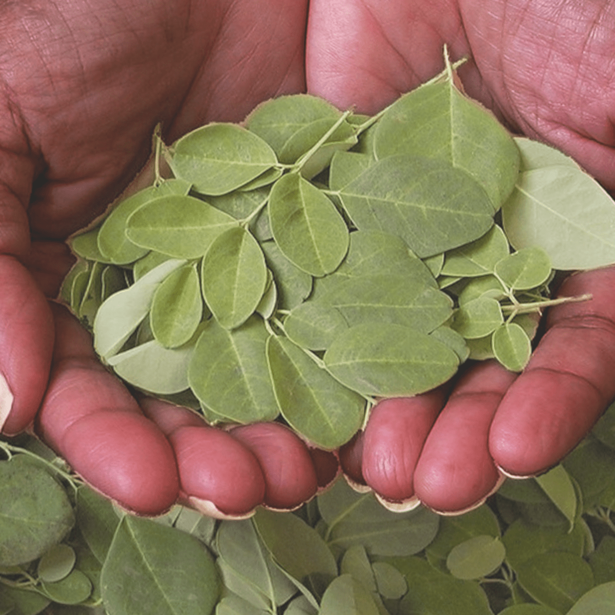 Natural Green Moringa T Cut
