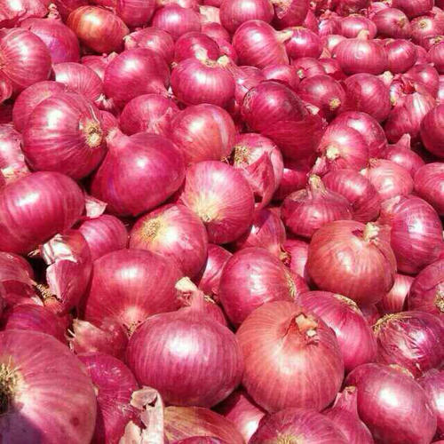Red Onion Moisture (%): 99%