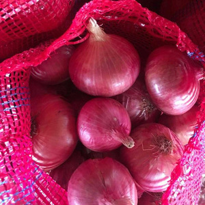 Red Onion Moisture (%): 99%