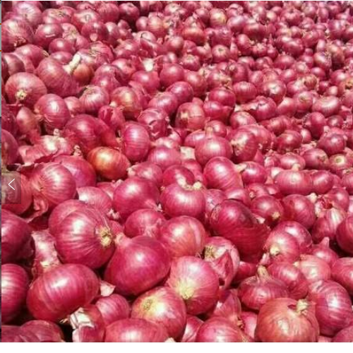 Red Onion Moisture (%): 99%